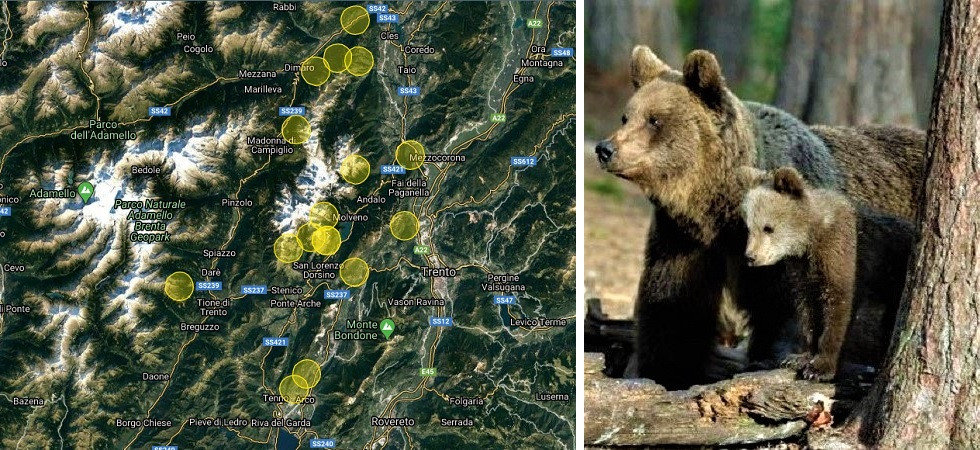 LA MAPPA. Orse con i cuccioli, Coppola: “Cittadini poco informati la Pat deve impegnarsi di più”